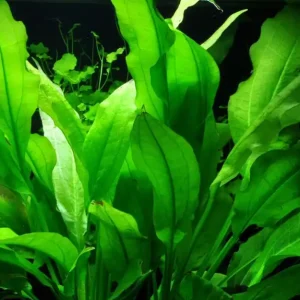 Knallerangebot Aquarium Pflanze Echinodorus bleheri im Topf Topf Nr.371