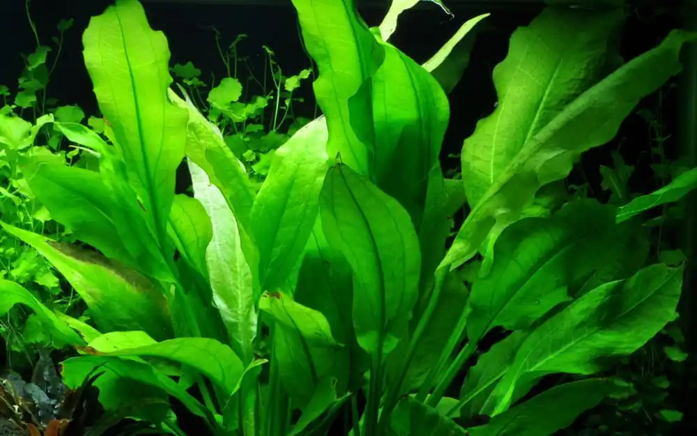 Knallerangebot Aquarium Pflanze Echinodorus bleheri im Topf Topf Nr.371