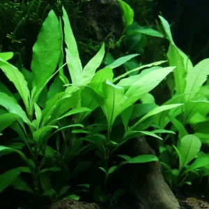 Aquarium Pflanze Hygrophila Siamensis 53B Wasserpflanzen Nr.353B Garantierte Lieferung