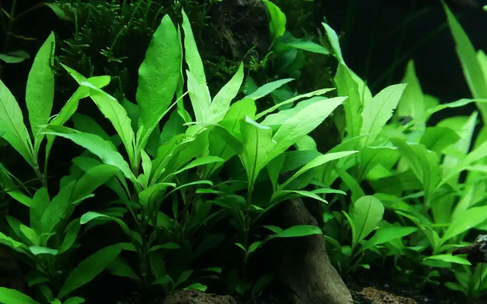 Aquarium Pflanze Hygrophila Siamensis 53B Wasserpflanzen Nr.353B Garantierte Lieferung