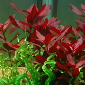 Geprüft Aquarium Pflanze Ludwigia repens 'Rubin' Tropica Nr.033D