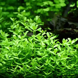 Top-Angebot Aquarium Pflanze Bacopa 'Compact' Nr.344A