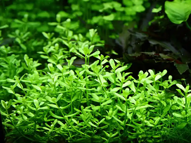Top-Angebot Aquarium Pflanze Bacopa 'Compact' Nr.344A