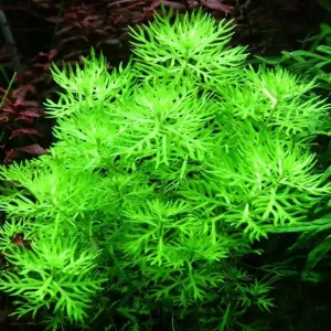 Markenprodukt Aquariumpflanze Hottonia palustris Nr.027
