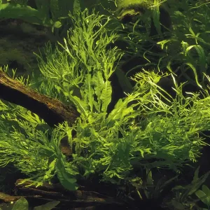 Aquarium Pflanze Microsorum pteropus Windeløv Wasserpflanze Topf Nr.308B Online Kaufen