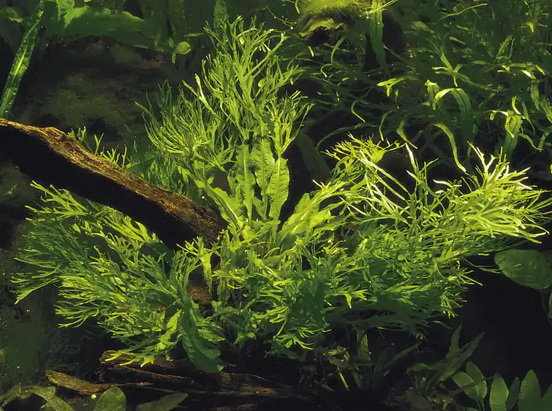 Aquarium Pflanze Microsorum pteropus Windeløv Wasserpflanze Topf Nr.308B Online Kaufen