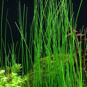 Aquariumpflanze Eleocharis montevidensis Nr.132D Letzte Chance