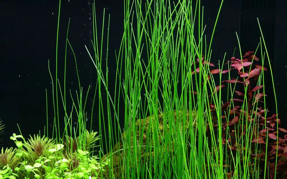 Aquariumpflanze Eleocharis montevidensis Nr.132D Letzte Chance