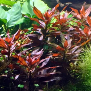 Aquarium Pflanze Ludwigia glandulosa Nr.335A Knallerangebot