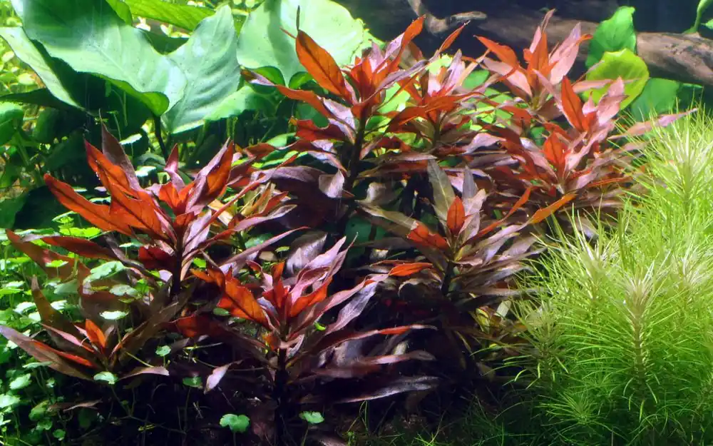 Aquarium Pflanze Ludwigia glandulosa Nr.335A Knallerangebot