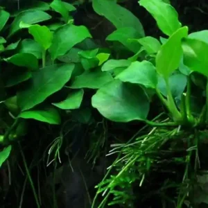 Aquariumpflanze Anubias barteri var. nana 'Bonsai' Nr.301H Wochenendangebot