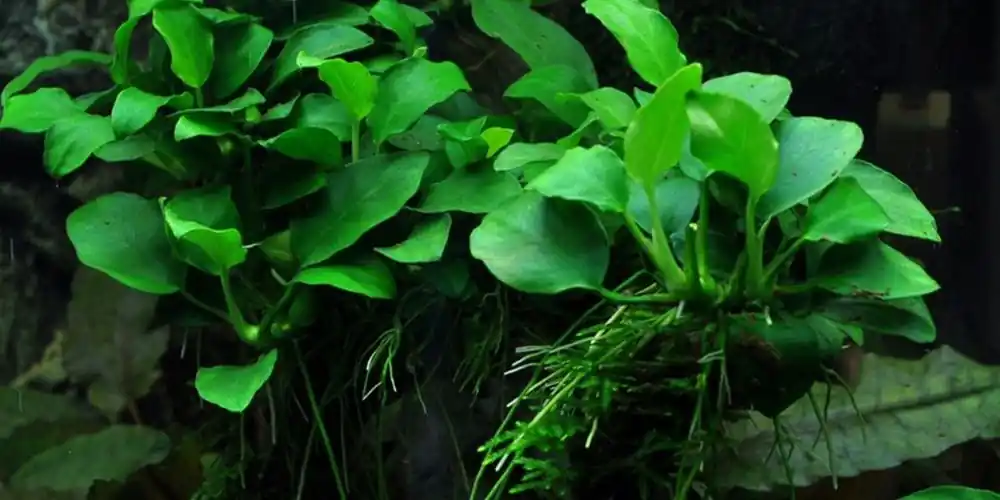 Aquariumpflanze Anubias barteri var. nana 'Bonsai' Nr.301H Wochenendangebot