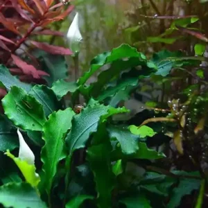 Aquarium Pflanze Bucephalandra pygmaea 'Bukit Kelam' Nr.139 Schneller Versand