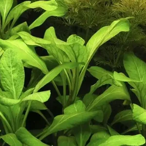 Rabatt Aquarium Pflanze Lobelia cardinalis Nr.353C