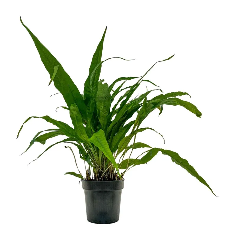 Sonderangebot Mutterpflanze Aquarium Pflanze Microsorum pteropus Nr.308 XL Aquarium