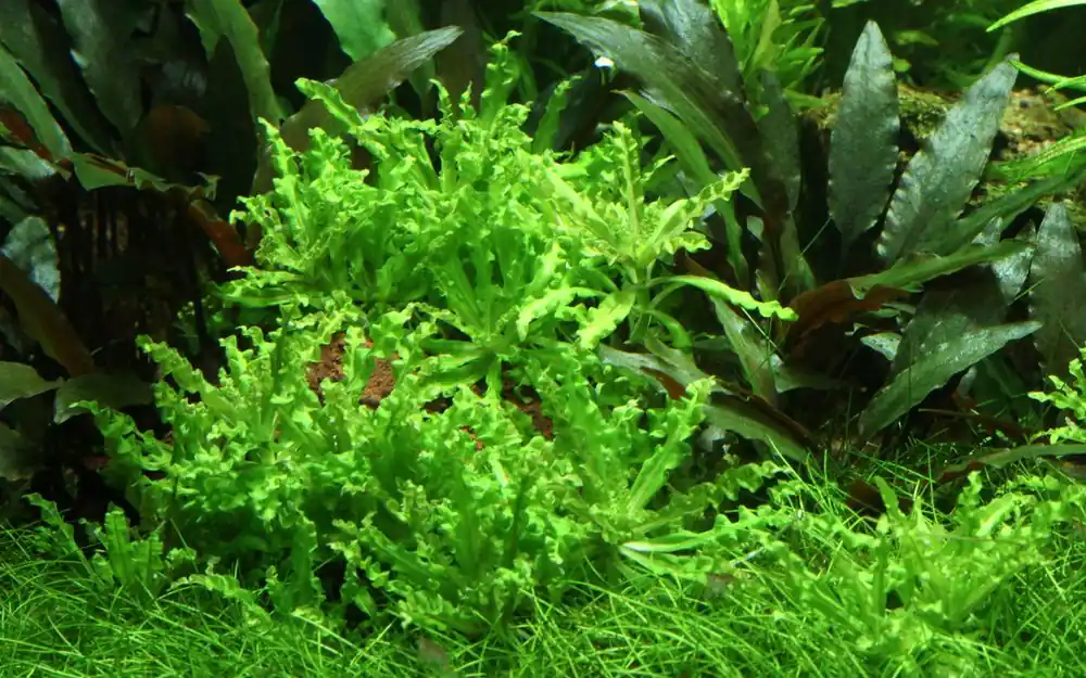 Aquarium Pflanze Pogostemon helferi Nr.053H Neuheit