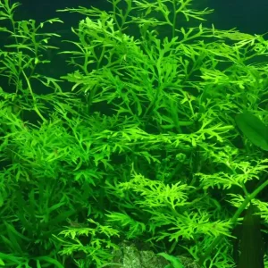 Aquarium Pflanze Ceratopteris thalictroides Nr.305A Letzte Chance