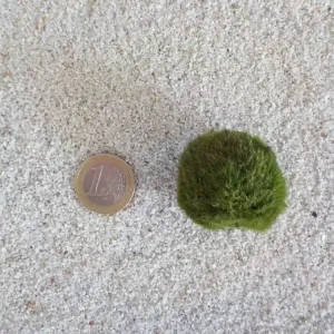 Aquarium Pflanze Mooskugel M 2-3cm Aquariumpflanze Algen Reinigung Nur Heute