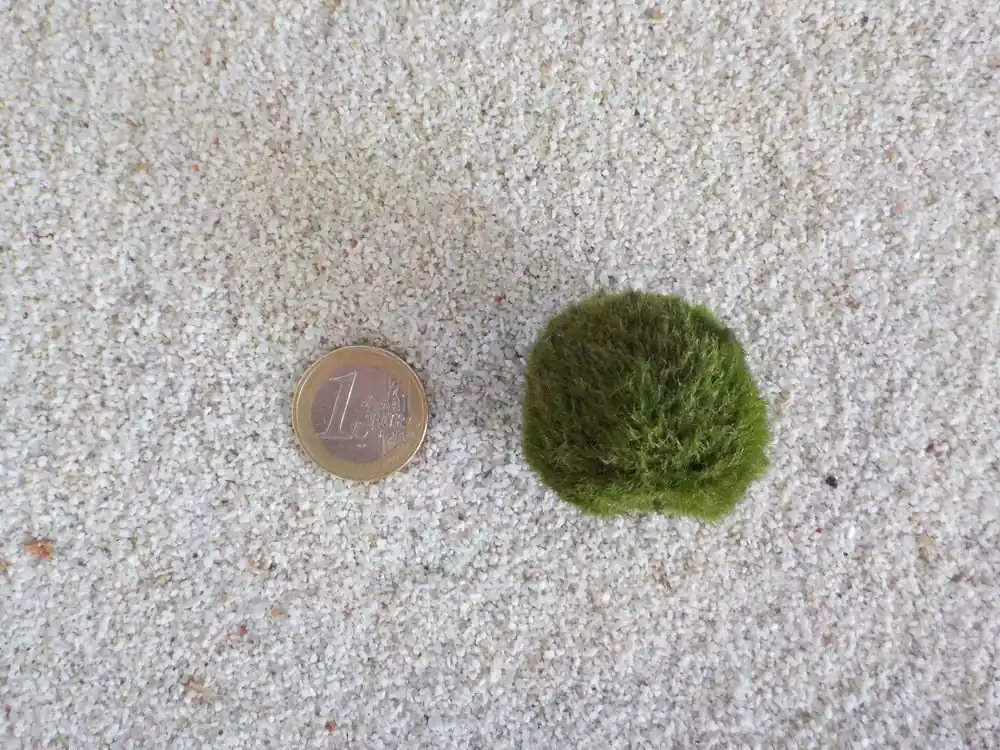 Aquarium Pflanze Mooskugel M 2-3cm Aquariumpflanze Algen Reinigung Nur Heute