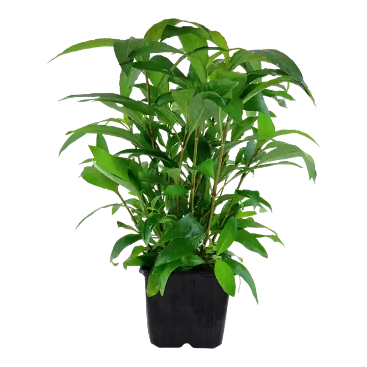 Neu Mutterpflanze Aquariumpflanze Hygrophila 'Siamensis' XL Nr.353A XL