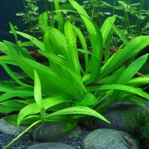 Nur Heute Aquarium Pflanze Helanthium 'Quadricostatus' Wasserpflanzen Topf Nr.068