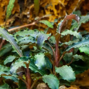 Aquariumpflanze Bucephalandra 'Kedagang' Nr.139B Preisreduziert