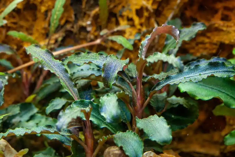 Aquariumpflanze Bucephalandra 'Kedagang' Nr.139B Preisreduziert