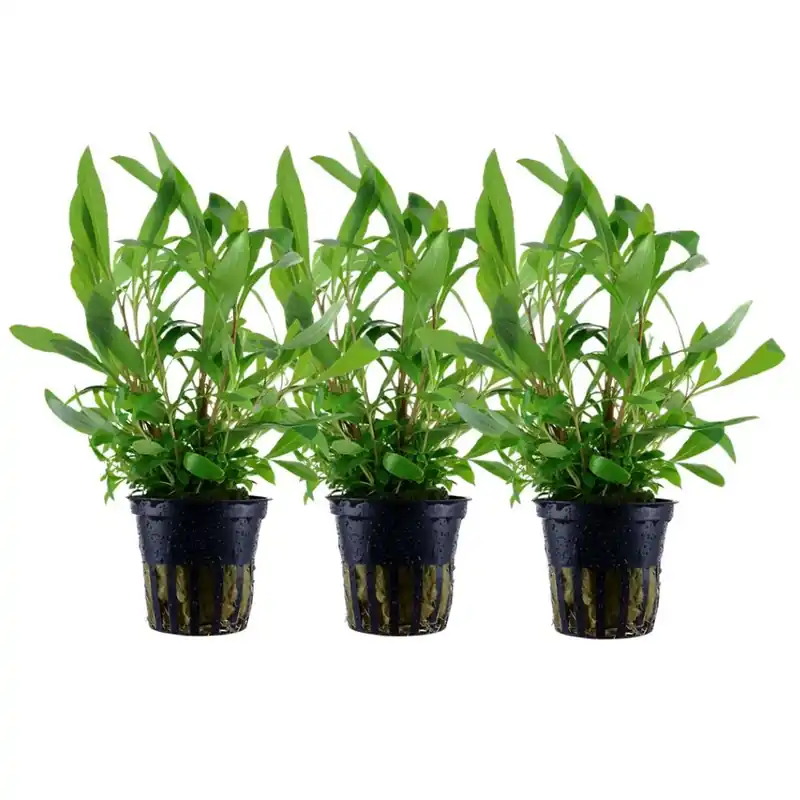 Sonderangebot Aquarium Pflanze 3 Stück Hygrophila Siamensis 53B Wasserpflanze Nr.353B Set