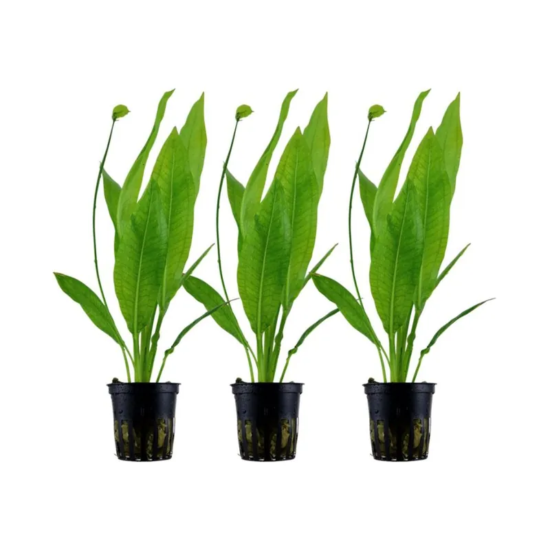 Aquarium Pflanze 3 Stück Echinodorus bleheri Wasserpflanze Topf Nr.371 Set Rabatt