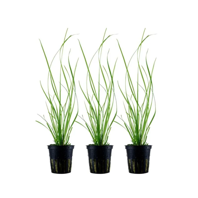 Jetzt Bestellen Aquarium Pflanze 3 Stück Cyperus helferi Wasserpflanze AquaOne Topf Nr.333A Set
