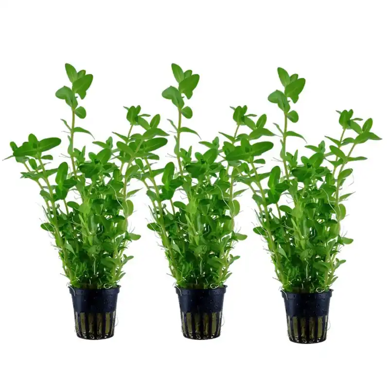 Günstig Aquarium Pflanze 3 Stück Bacopa caroliniana Wasserpflanze Nr.343 Set