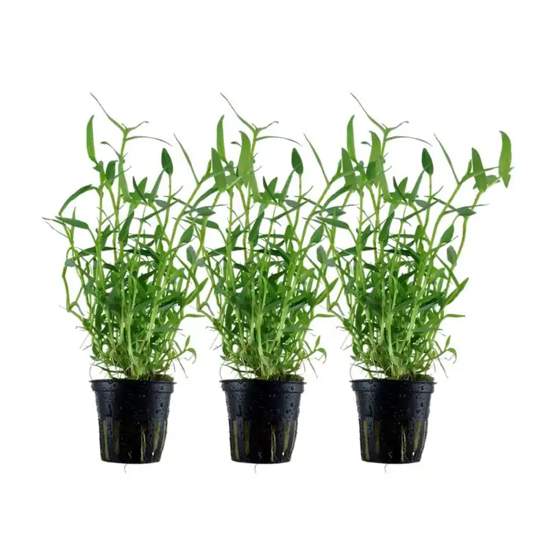 Echt Aquarium Pflanze 3 Stück Murdannia keisak Bambus Wasserpflanze Tropica Nr.135 Set