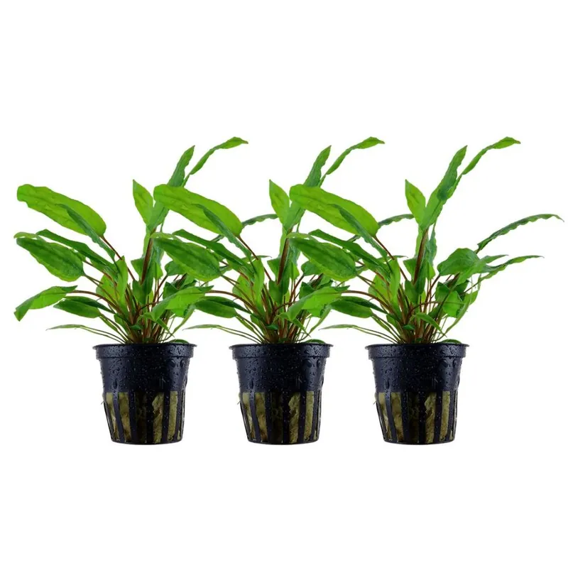 Angebot Aquarium Pflanze 3 Stück Cryptocoryne wendtii 'Green' Wasserpflanze Nr.309 Set