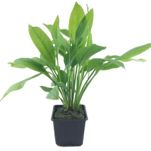 Geprüft Mutterpflanze Aquariumpflanze Echinodorus grisebachii 'Bleherae' XL Nr.371 XL