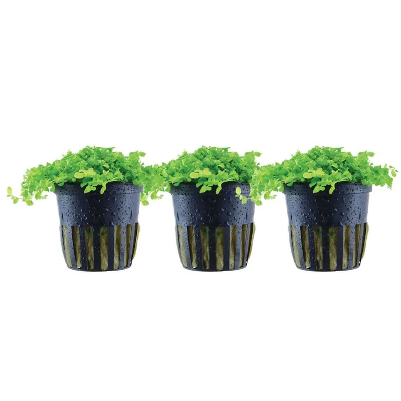 Jetzt Bestellen Aquarium Pflanze 3 Stück Micranthemum tweediei 'Monte Carlo' Wasserpflanze Nr.325 Set