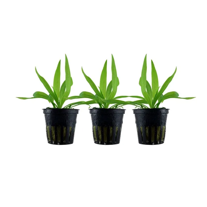 Bestseller Aquarium Pflanze 3 Stück Helanthium 'Quadricostatus' Wasserpflanze Topf Nr.068 Set