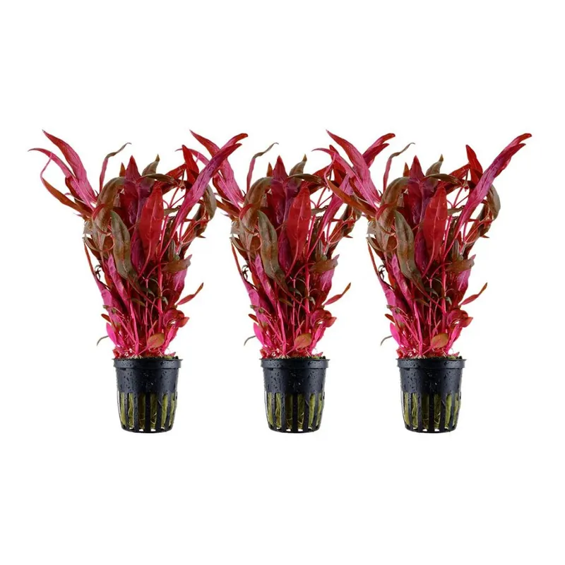 Aquarium Pflanze 3 Stück Alternanthera reineckii 'Pink' Wasserpflanze Nr.323 Set Garantierte Lieferung