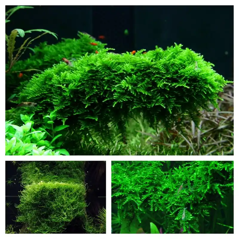 Direkt Vom Hersteller Moos Set mit 3 Tropica in Vitro Pflanzen Aquariumpflanzenset Nr.55