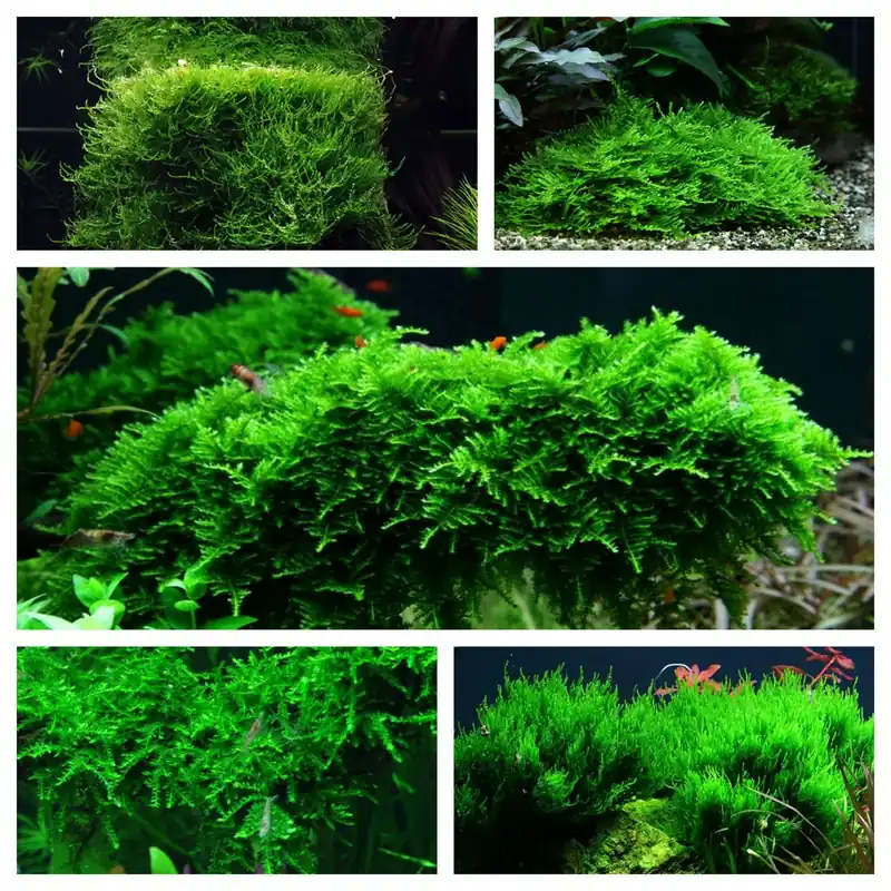 Moos Set mit 5 Tropica in Vitro Pflanzen Aquariumpflanzenset Nr.57 Sale