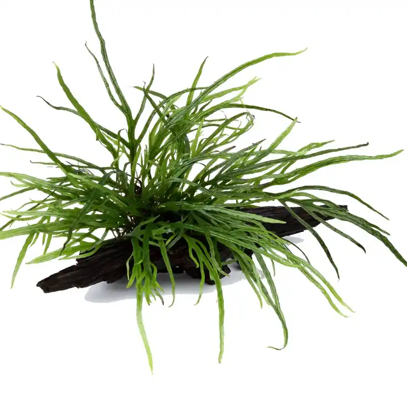 Aquarium Pflanze Microsorum pteropus 'Trident' auf Wurzel Tropica Nr.008G YWS Jetzt Bestellen