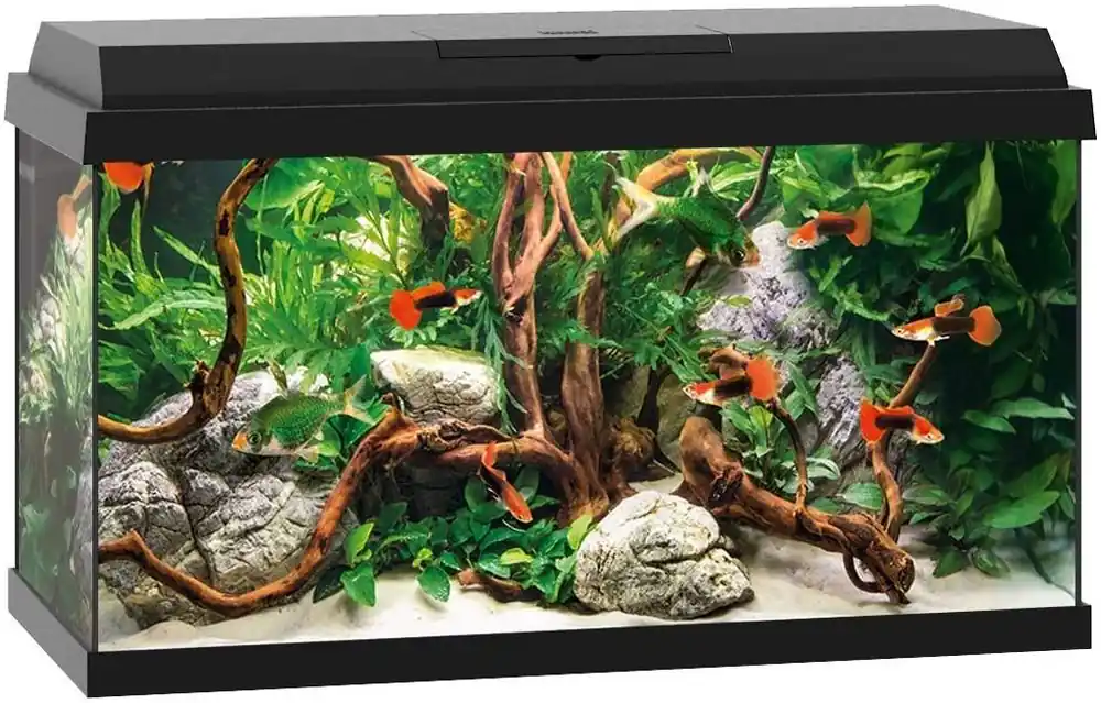 Günstig Aquarium Set Primo 60 LED Schwarz – Komplettaquarium