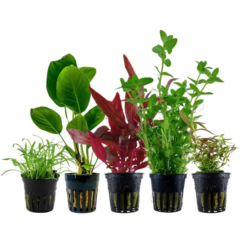 Pflanzen Set mit 5 Einsteiger Wasserpflanzen Nr.105 Top-Angebot