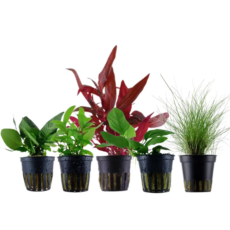 Pflanzen Set mit 5 Vordergrund Wasserpflanzen Nr.111 Ausverkauf