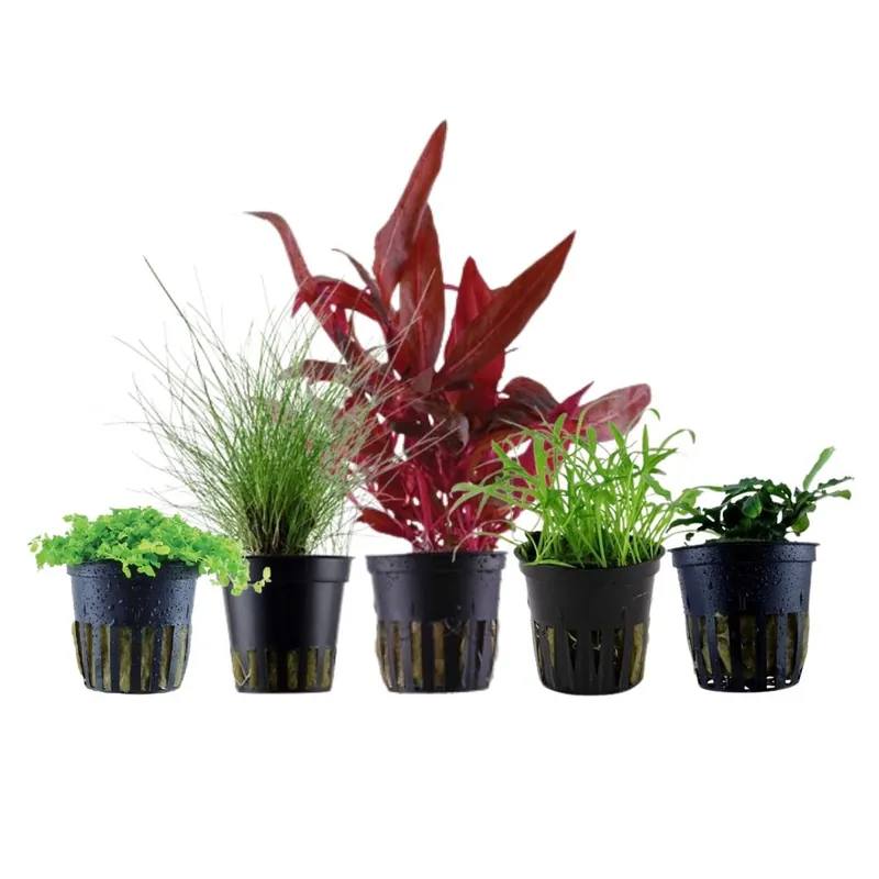 Direkt Vom Hersteller Pflanzen Set mit 5 Vordergrund Wasserpflanzen Nr.113
