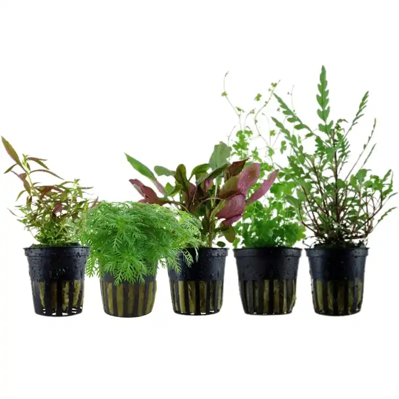 Garantierte Lieferung Pflanzen Set mit 5 Mittelgrund Wasserpflanzen Nr.115