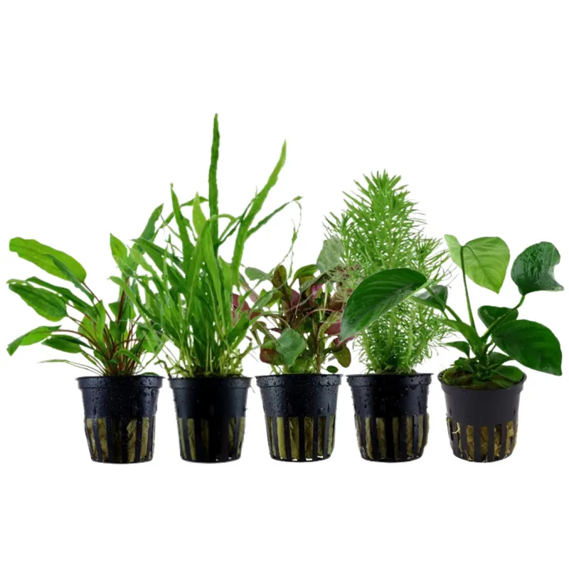 Zertifiziert Pflanzen Set mit 5 Mittelgrund Wasserpflanzen Nr.116