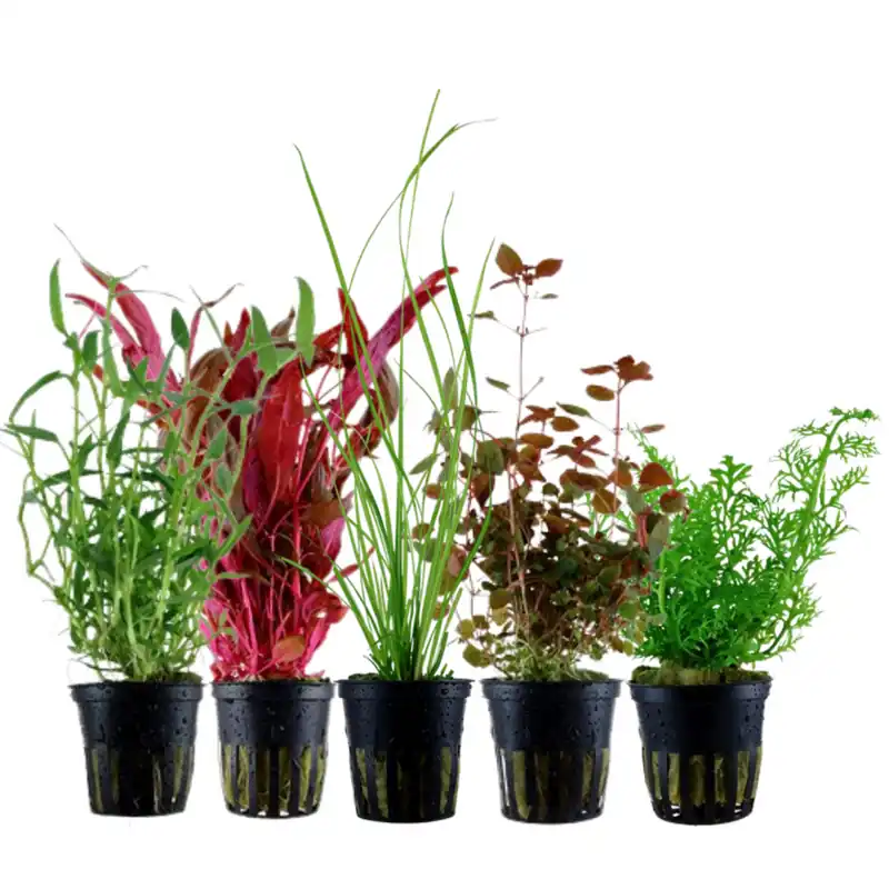 Pflanzen Set mit 5 Hintergrund Wasserpflanzen Nr.118 Knallerangebot