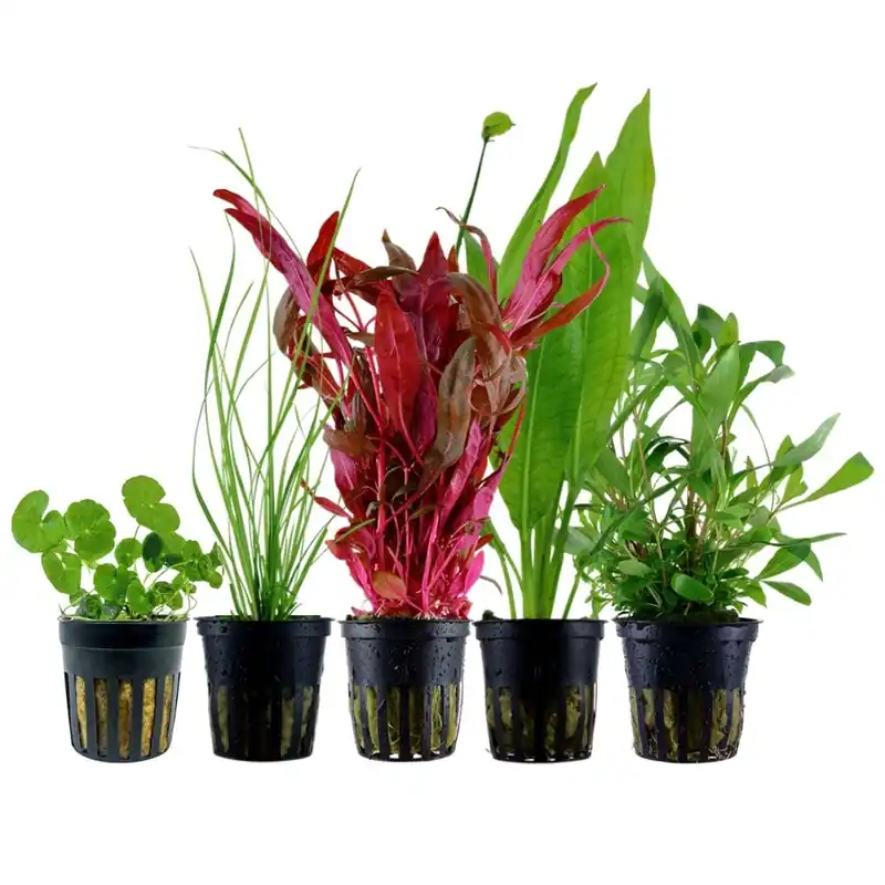 Günstig Pflanzen Set mit 5 Hintergrund Wasserpflanzen Nr.119