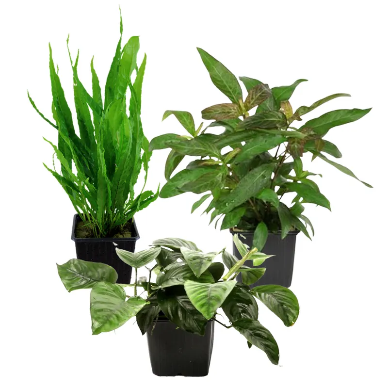 Mutterpflanzen Set mit 3 Tropica XL Topf Pflanzen Aquariumpflanzenset Nr.123 Direktkauf