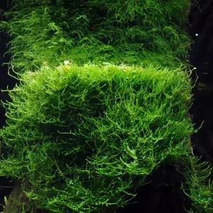 Aquarium Pflanze In Vitro 3 Stück Moos Taxiphyllum barbieri Wasserpflanze Nr.003 TC Set Neue Ware